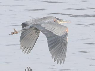 Great Blue Heron - 1/30/22, Williamsport Dam &copy; Bobby Brown
