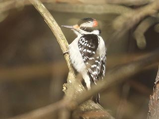 Hairy Woodpecker - 1/8/22, Rose Valley Lake &copy; Bobby Brown