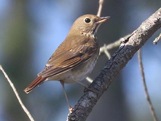 Hermit Thrush - 12/17/21, Williamsport Water Authority &copy; Bobby Brown