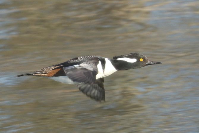 Hooded Merganser - 2/27/22, Mill St. &copy; Bobby Brown