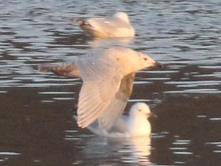 Iceland Gull - 2/28/22, Williamsport Dam &copy; Bobby Brown
