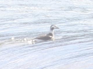 Long-tailed Duck - 1/18/22, Williamsport Dam &copy; Bobby Brown