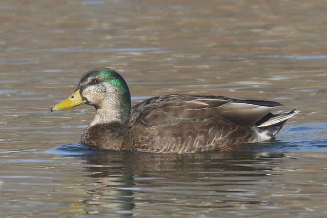Mallard x American Black Duck (hybrid) - 2/20/22, Indian Park &copy; Bobby Brown