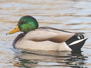 Mallard - 1/4/22, Indian Park &copy; Bobby Brown