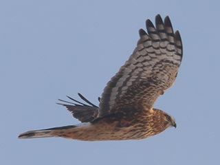 Northern Harrier - 2/16/22, Mill Hill Rd. &copy; Bobby Brown