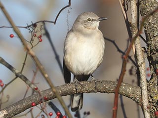 Northern Mockingbird - 12/20/21, Canfield Island &copy; Bobby Brown