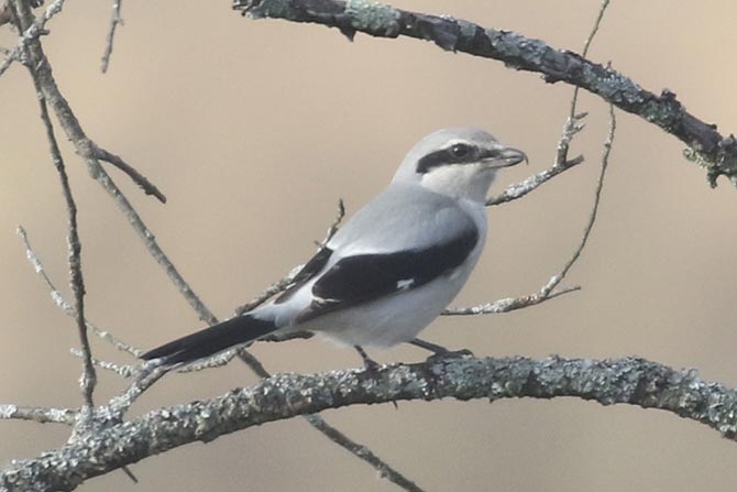 Northern Shrike - 12/4/21, Rose Valley Lake &copy; Bobby Brown