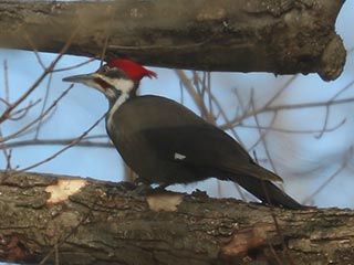 Pileated Woodpecker - 2/13/22, Mill St. &copy; Bobby Brown