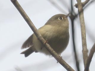 Ruby-crowned Kinglet - 1/6/22, Lycoming County Conservation Trail &copy; Bobby Brown