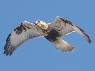 Rough-legged Hawk - 1/29/22, Hughesville &copy; Bobby Brown