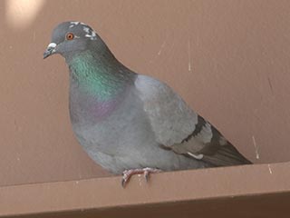 Rock Pigeon - 2/7/22, Williamsport Dam &copy; Bobby Brown