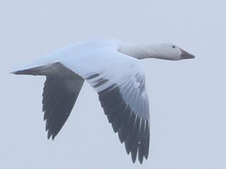 Snow Goose - 12/31/21, Rose Valley Lake &copy; Bobby Brown