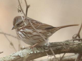 Song Sparrow - 1/6/22, Lycoming County Conservation Trail &copy; Bobby Brown