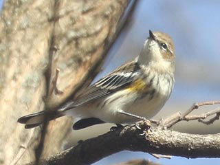 Yellow-rumped Warbler - 1/4/22, Canfield Island &copy; Bobby Brown