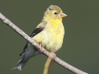 American Goldfinch - 9/4/21, Rose Valley Lake &copy; Bobby Brown