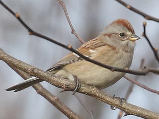American Tree Sparrow - 11/17/21, Robert Porter Allen Natural Area &copy; Bobby Brown