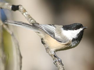Black-capped Chickadee - 10/1/21, Rose Valley Lake &copy; Bobby Brown