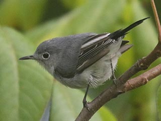Blue-gray Gnatcatcher - 8/15/21, SGL 252 &copy; Bobby Brown