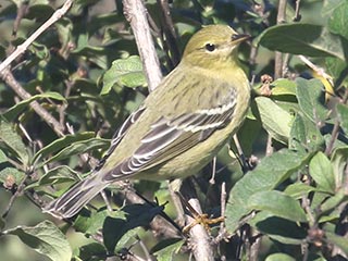 Blackpoll Warbler - 10/1/21, Rose Valley Lake &copy; Bobby Brown