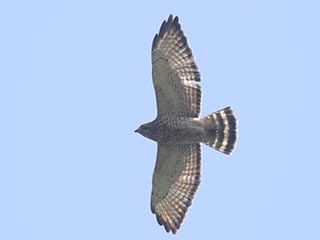 Broad-winged Hawk - 9/28/21, Rte. 15 Overlook &copy; Bobby Brown