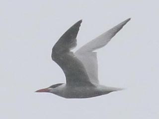 Caspian Tern - 9/1/21, Mill St. &copy; Bobby Brown