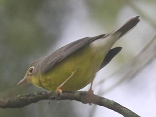 Canada Warbler - 8/15/21, SGL 252 &copy; Bobby Brown