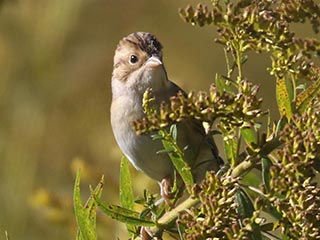 Clay-colored Sparrow - 9/26/21, Robert Porter Allen Natural Area &copy; Bobby Brown