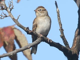 Chipping Sparrow - 10/1/21, Rose Valley Lake &copy; Bobby Brown