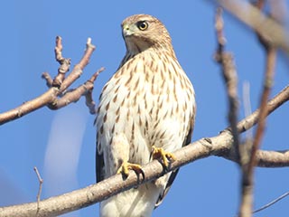 Cooper's Hawk - 11/7/21, Robert Porter Allen Natural Area &copy; Bobby Brown