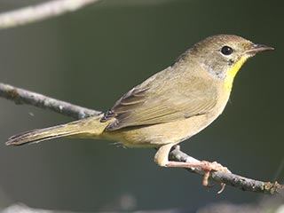 Common Yellowthroat - 9/4/21, Rose Valley Lake &copy; Bobby Brown