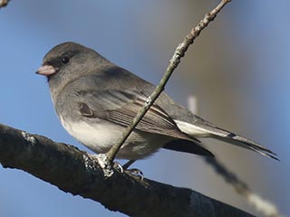 Dark-eyed Junco - 11/6/21, Rose Valley Lake &copy; Bobby Brown