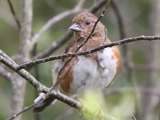 Eastern Towhee - 9/16/21, Rose Valley Lake &copy; Bobby Brown