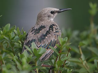European Starling - 8/15/21, Montoursville &copy; Bobby Brown