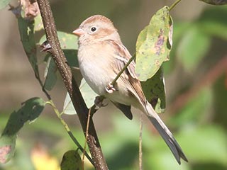 Field Sparrow - 10/19/21, Robert Porter Allen Natural Area &copy; Bobby Brown