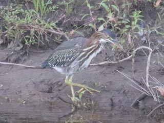 Green Heron - 8/14/21, Mill St. &copy; Bobby Brown
