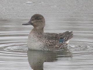 Green-winged Teal - 11/28/21, Rose Valley Lake &copy; Bobby Brown