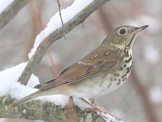Hermit Thrush - 11/28/21, Rose Valley Lake &copy; Bobby Brown