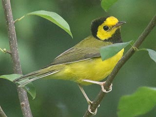 Hooded Warbler - 8/15/21, SGL 252 &copy; Bobby Brown