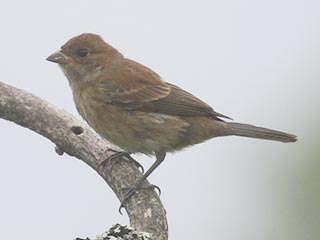 Indigo Bunting - 8/14/21, Rose Valley Lake &copy; Bobby Brown