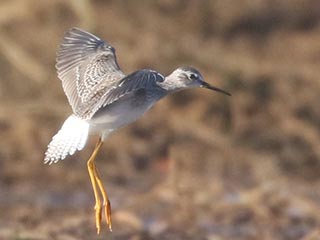 Lesser Yellowlegs - 9/10/21, Nisbet &copy; Bobby Brown