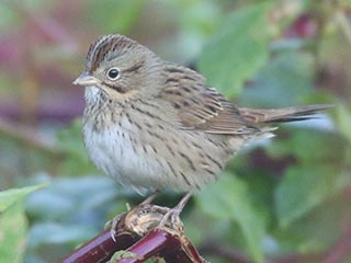 Lincoln's Sparrow - 9/26/21, Robert Porter Allen Natural Area &copy; Bobby Brown