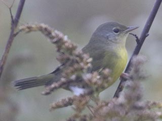 Mourning Warbler - 10/2/21, Robert Porter Allen Natural Area &copy; Bobby Brown