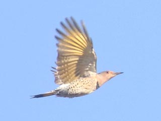 Northern Flicker - 11/6/21, Rose Valley Lake &copy; Bobby Brown