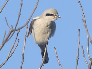 Northern Shrike - 11/6/21, Rose Valley Lake &copy; Bobby Brown