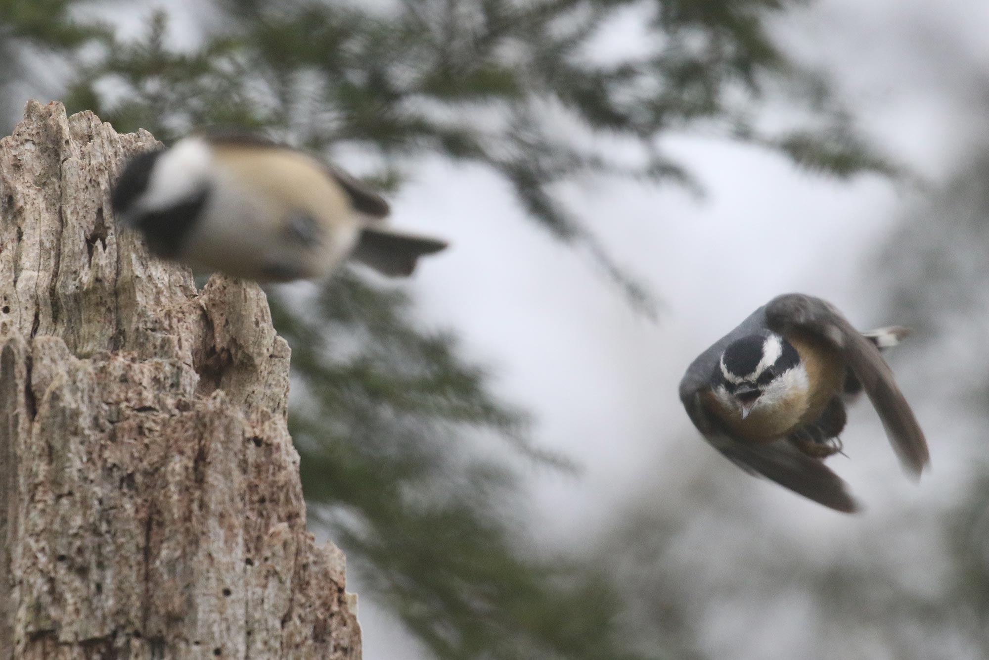 Red-breasted Nuthatch - 11/25/21, Rose Valley Lake &copy; Bobby Brown