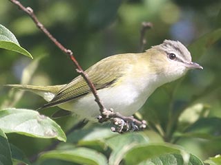 Red-eyed Vireo - 9/4/21, Rose Valley Lake &copy; Bobby Brown