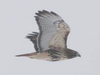Red-tailed Hawk (abieticola) - 11/28/21, Nisbet &copy; Bobby Brown