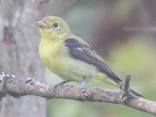 Scarlet Tanager - 8/28/21, Rose Valley Lake &copy; Bobby Brown