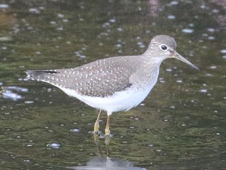 Solitary Sandpiper - 9/4/21, Mill St. &copy; Bobby Brown
