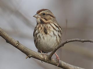 Song Sparrow - 11/17/21, Robert Porter Allen Natural Area &copy; Bobby Brown